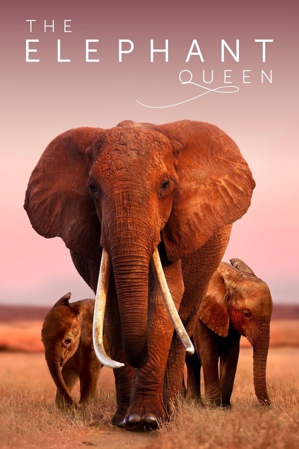 |AR| The Elephant Queen