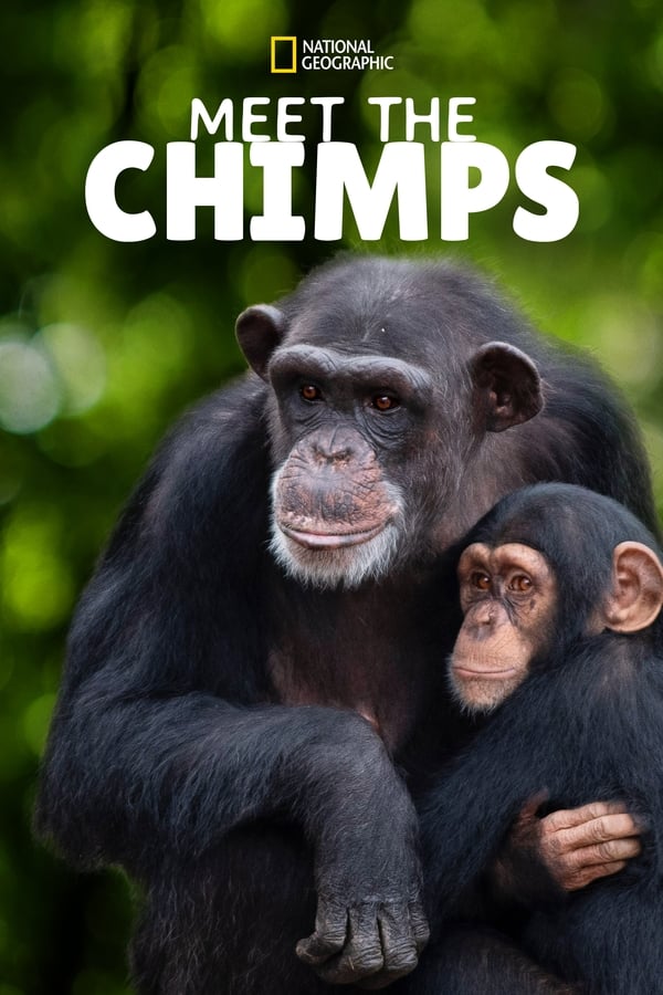 |EN| Meet the Chimps