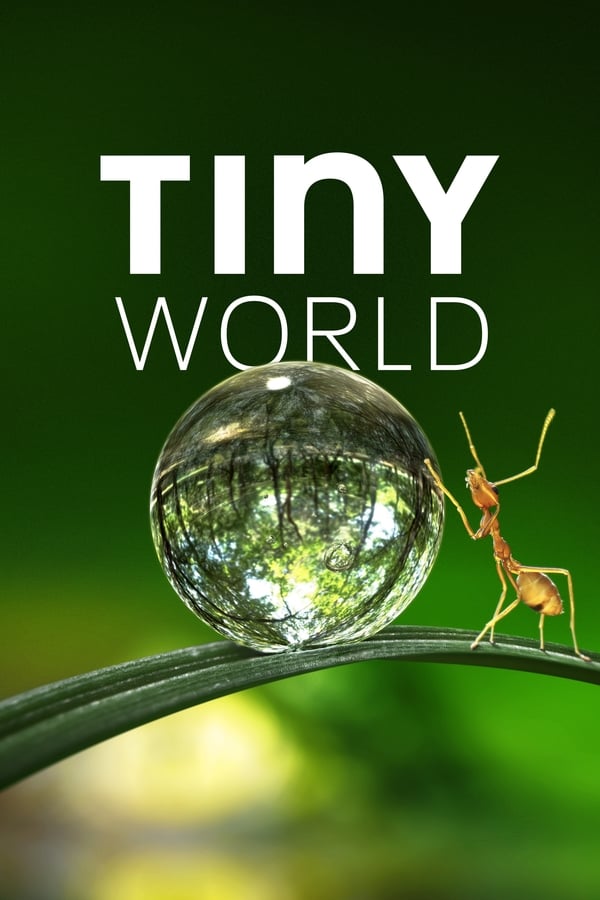 |AR| Tiny World