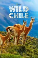 D+ - Wild Chile (GB)