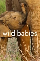 NF - Wild Babies (GB)